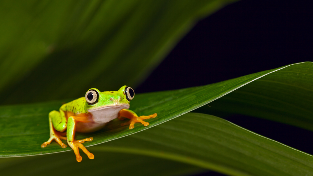 55-Million-Year-Old Tree Frog…Is Still a Tree Frog | The Institute